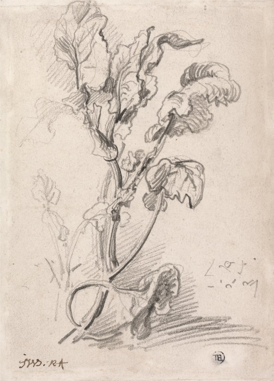 Estudio de plantas de James Ward