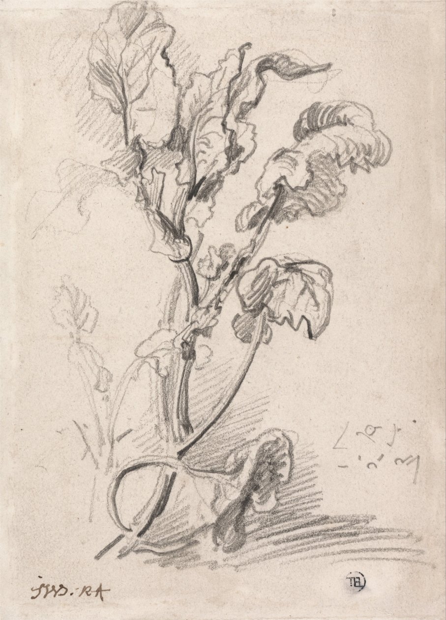 Estudio de plantas de James Ward