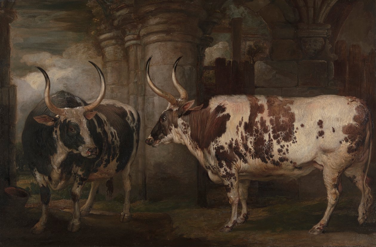 Retratos de dos bueyes extraordinarios, propiedad del conde de Powis de James Ward