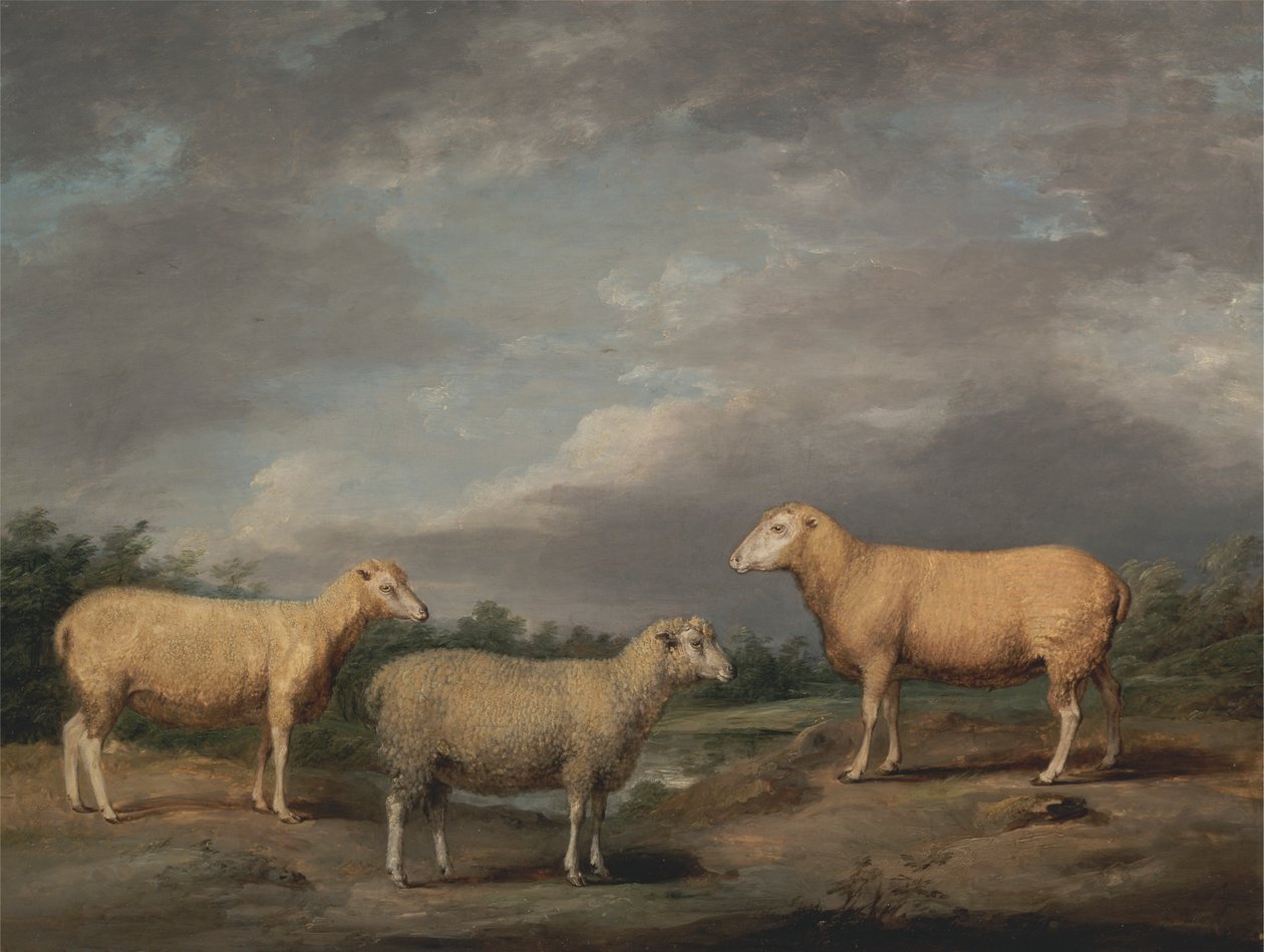 Oveja de Ryelands, Carnero del Rey, Oveja del Rey y Oveja de Lord Somerville. de James Ward