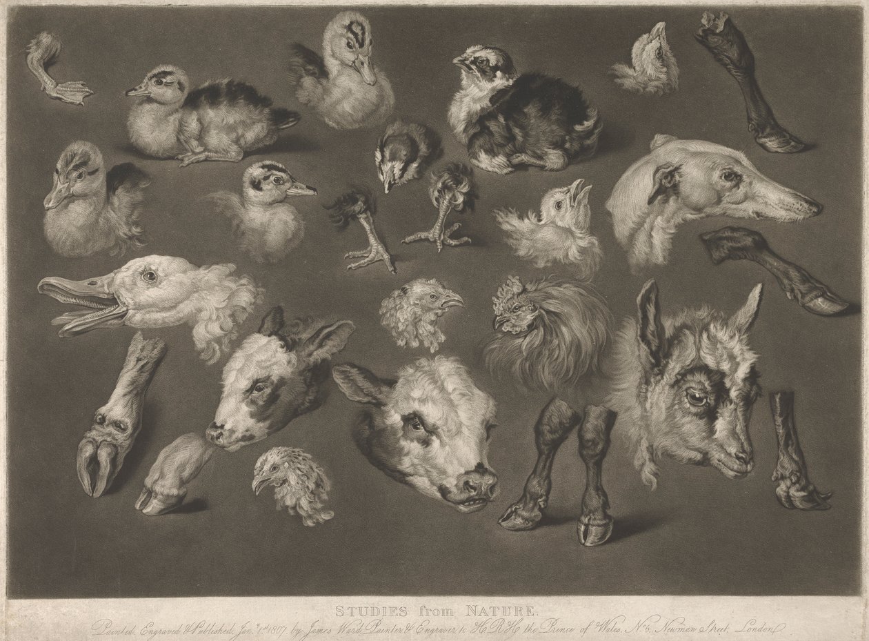 Estudios de la naturaleza de James Ward