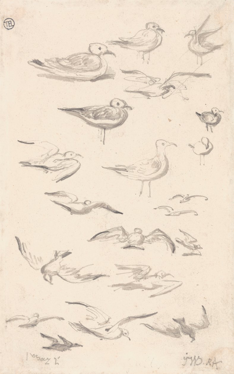 Estudios sobre gaviotas de James Ward