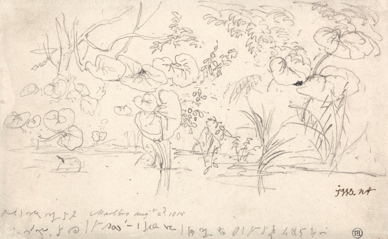 Estudios sobre las plantas, 2 de agosto de 1815 de James Ward