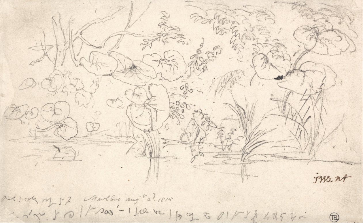 Estudios sobre las plantas, 2 de agosto de 1815 de James Ward
