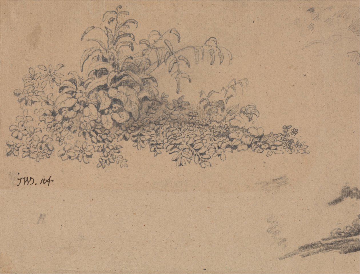 Estudio del sotobosque de James Ward
