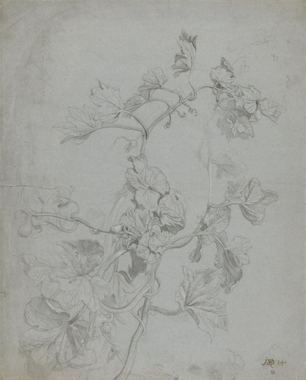 Estudio de una planta trepadora (familia de la calabaza) de James Ward