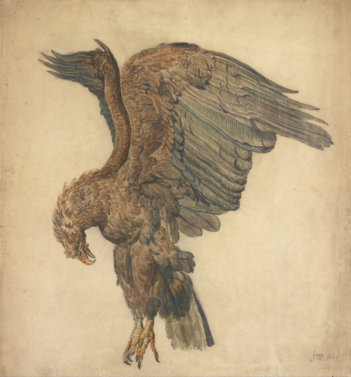 Estudio de un águila en picado de James Ward
