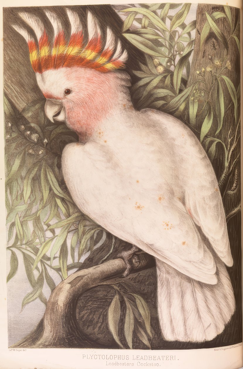 Cacatúa Inca, Plyctolophus leadbeateri de James Whitley Sayer