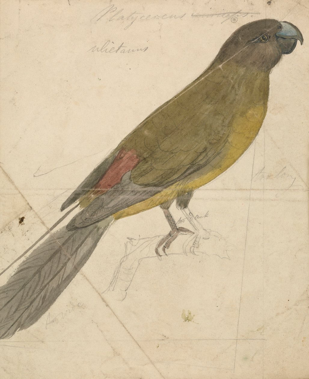 El loro de James de Carle Sowerby