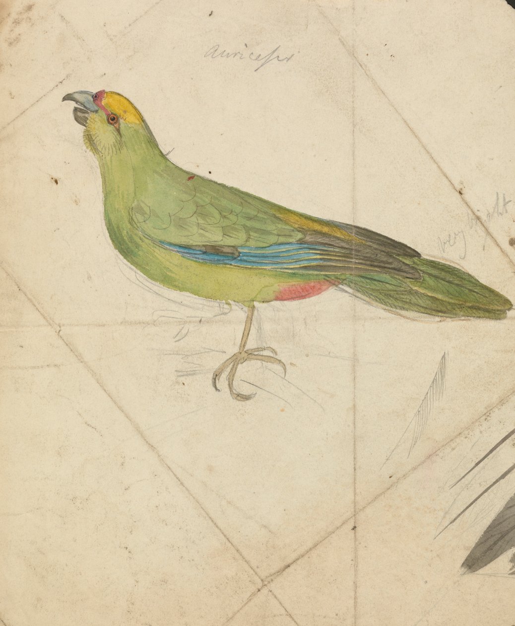 El loro de James de Carle Sowerby