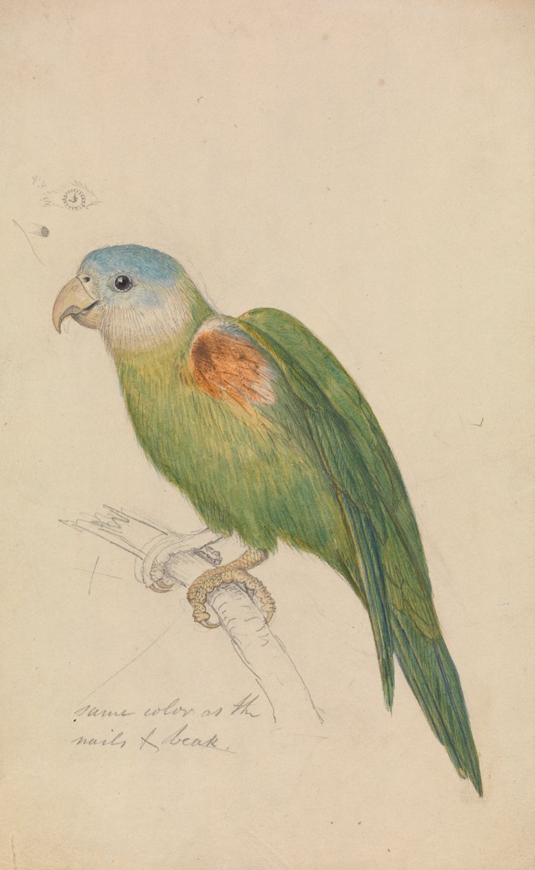 El loro de James de Carle Sowerby