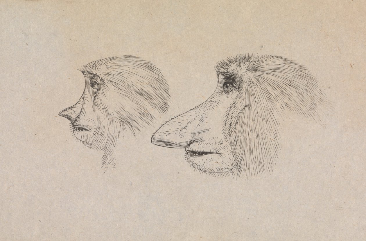 Cabezas de dos monos probóscide de James de Carle Sowerby