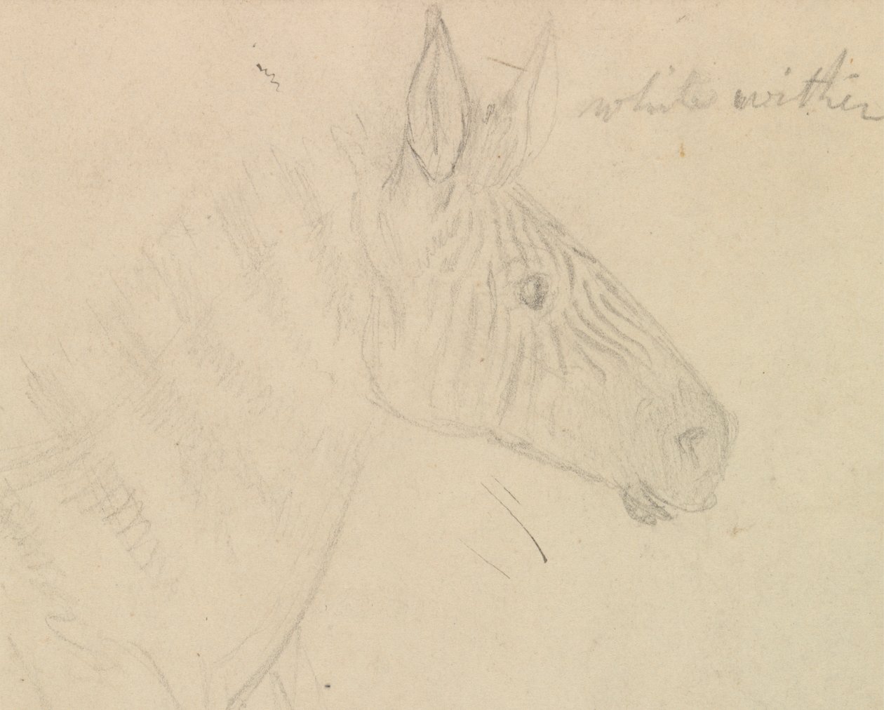 Cebra de James de Carle Sowerby