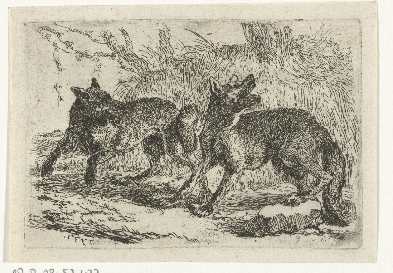 Dos lobos de Jan Fyt