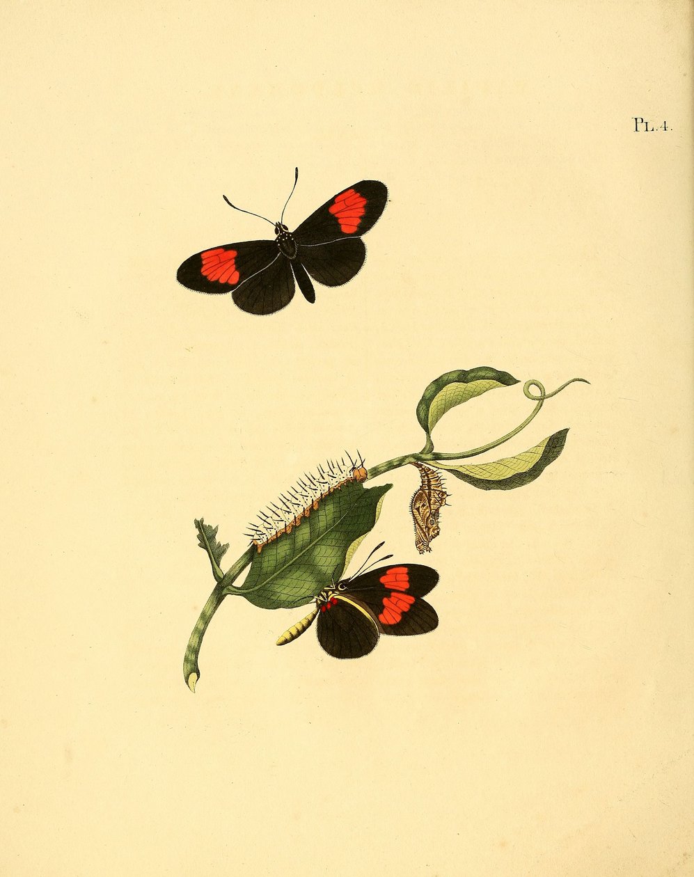 Heliconius melpomene de Jan Christiaen Sepp