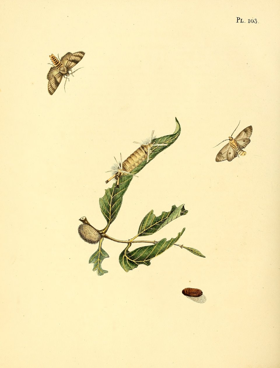 Mariposas de Surinam de Jan Christiaen Sepp