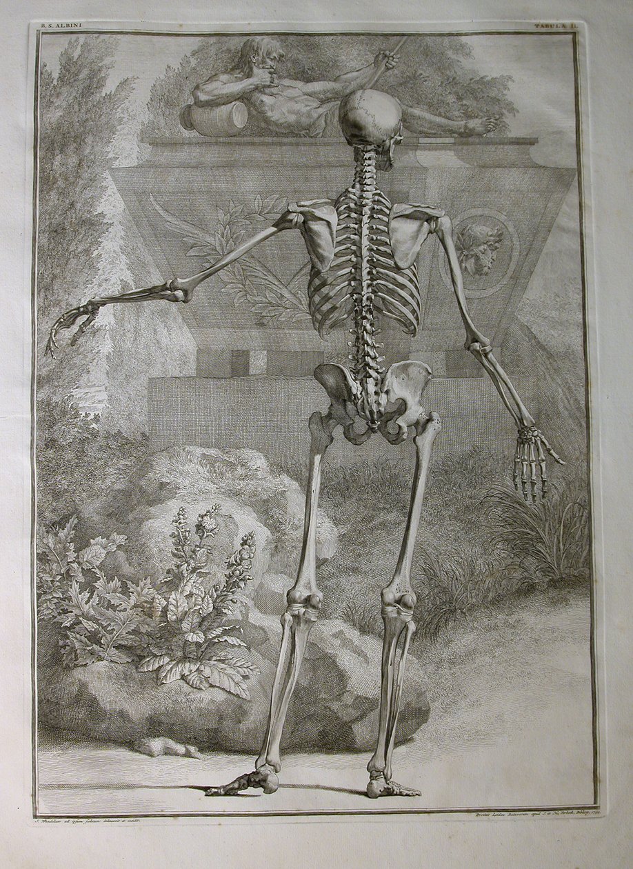 Albinus I, Pl. II: Esqueleto, ilustración de 