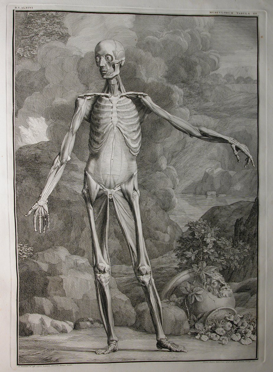Albinus I, Pl. III: Musculatura, ilustración de 