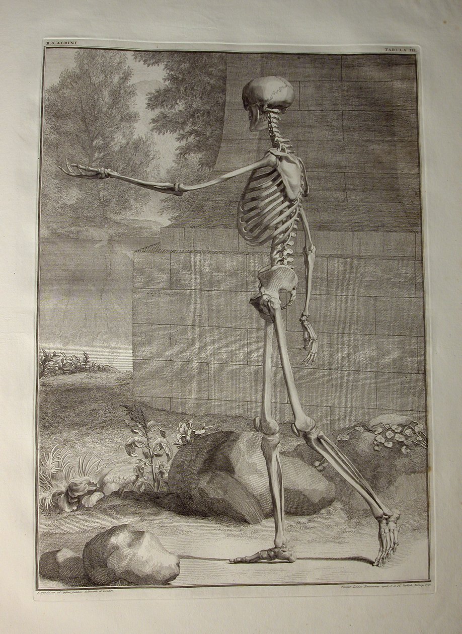 Albinus I, Pl. III: Esqueleto, ilustración de 