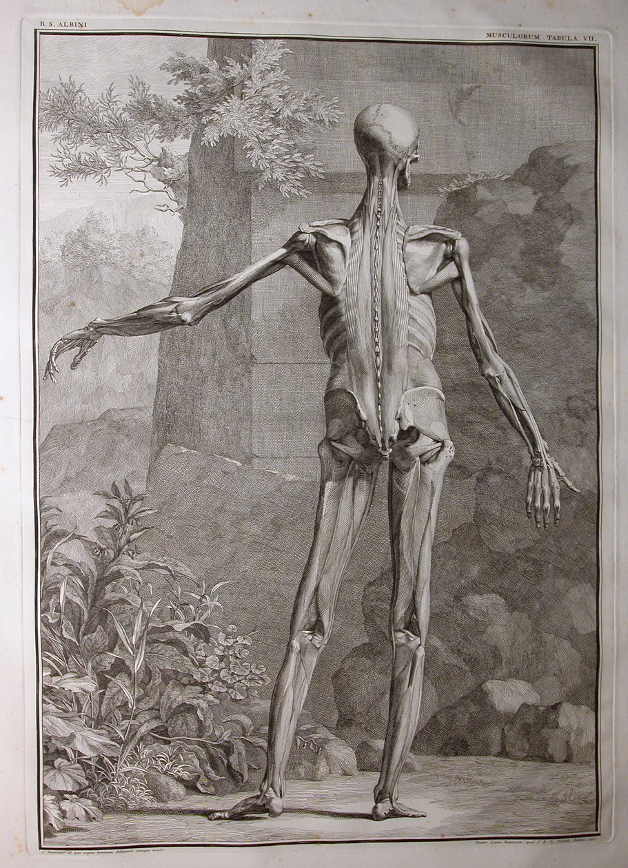 Albinus I, Pl. VII: Musculatura, ilustración de 