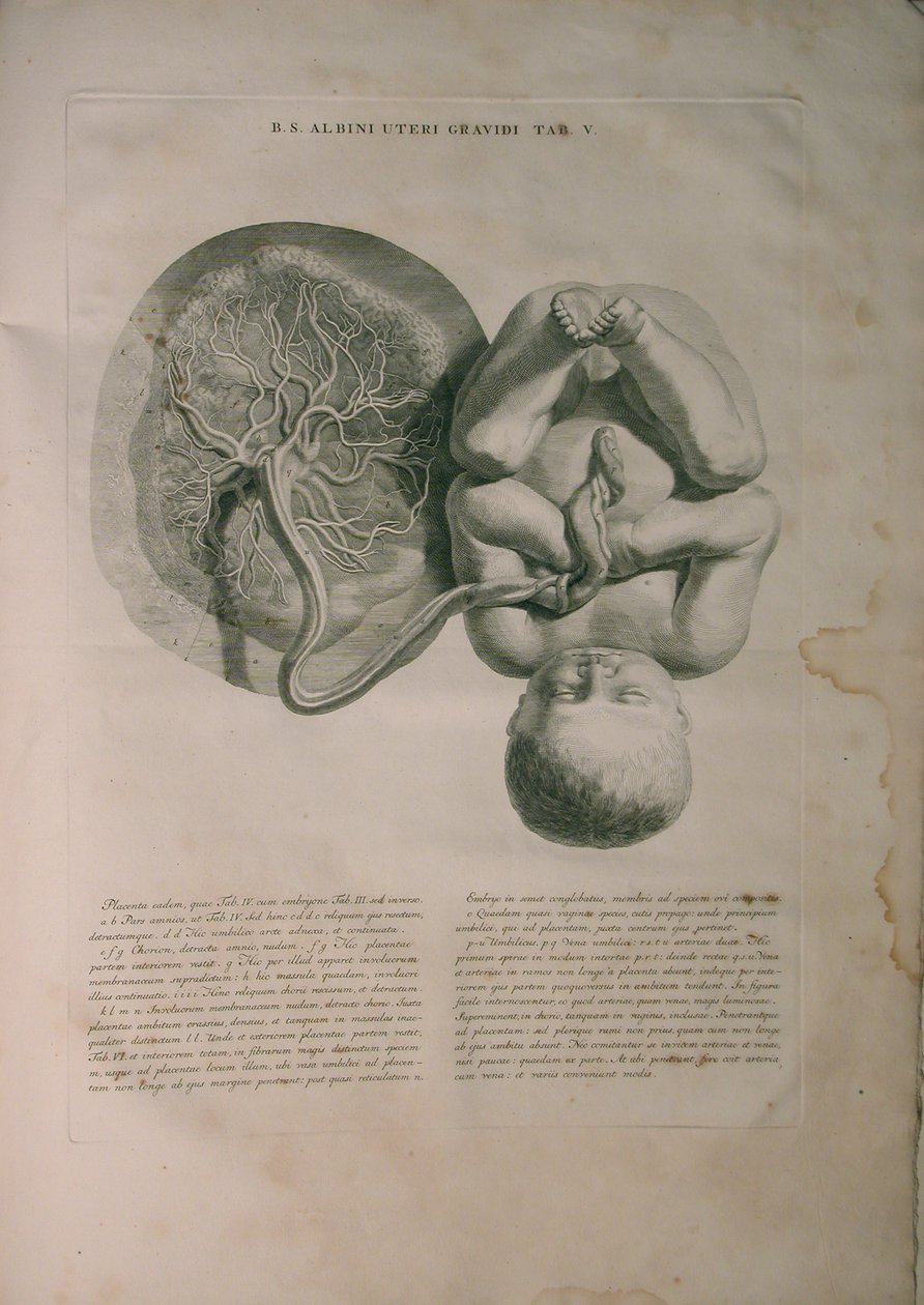 Albinus, Útero II, Pl. V, ilustración de 