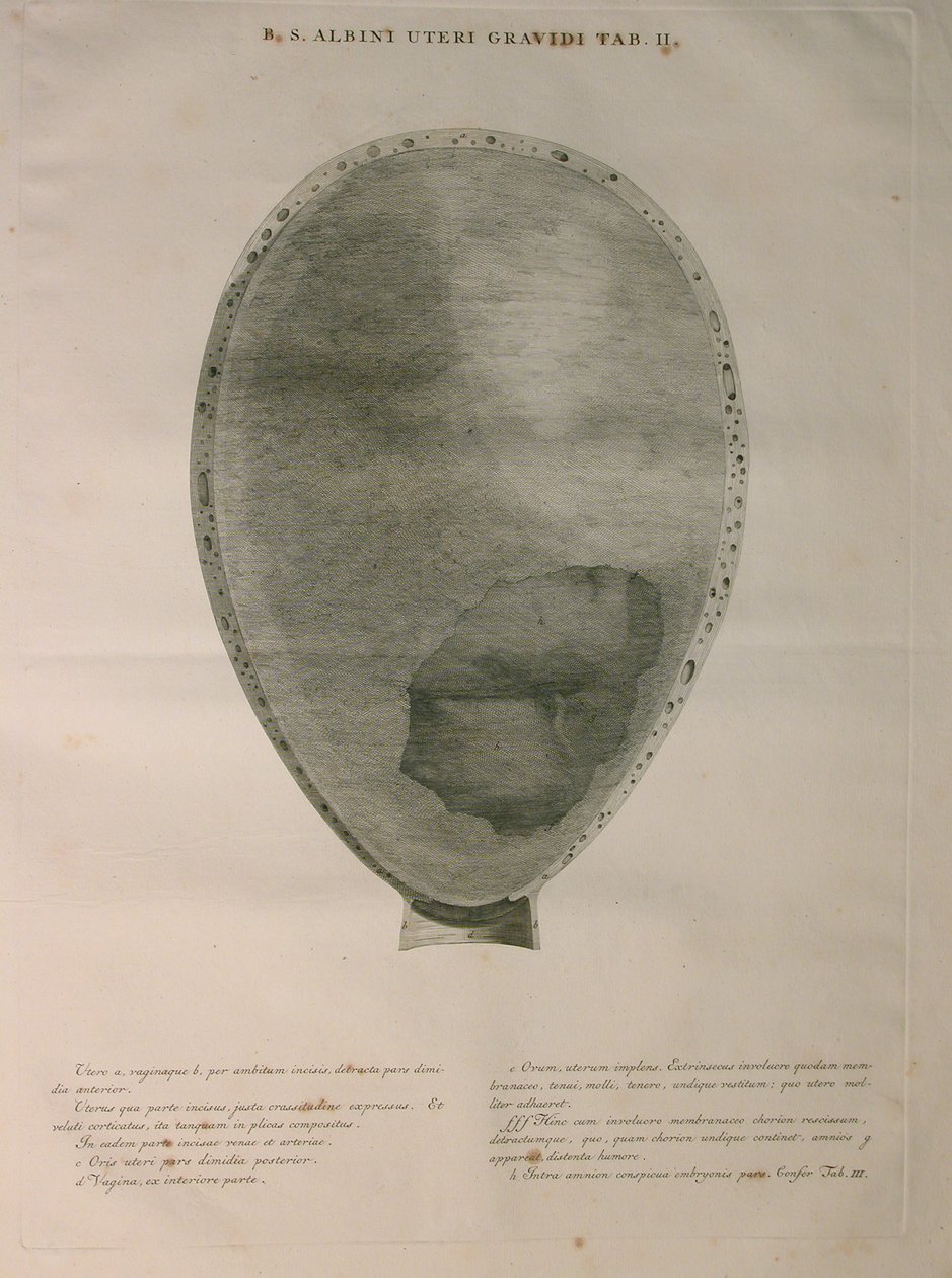 Albinus, Útero, Pl. II, ilustración de 