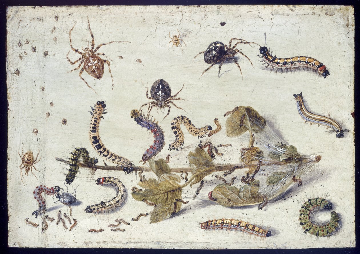 Varios arañas y orugas, con una ramita de grosella, principios de 1650 de Jan van Kessel the Elder