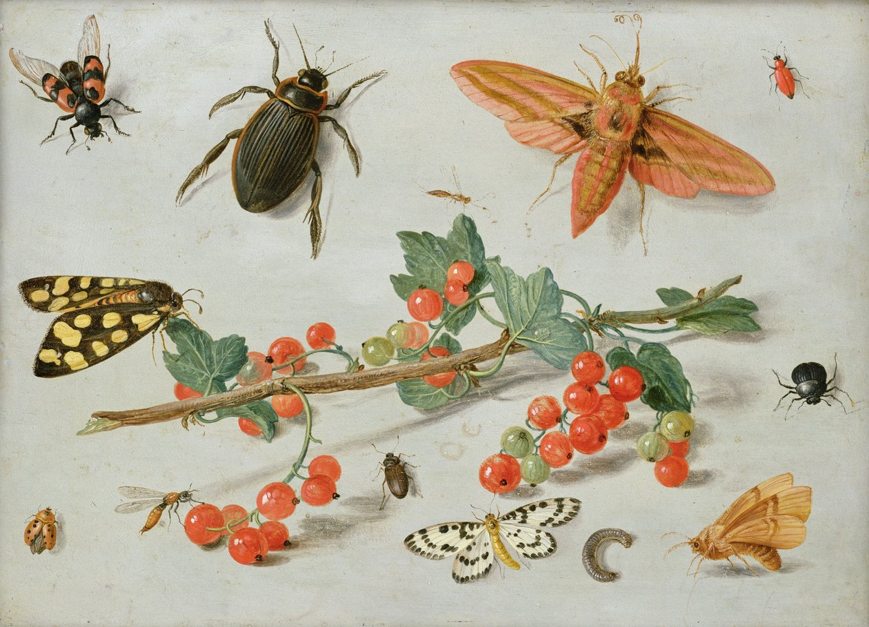 Una ramita de grosellas rojas con una polilla de halcón elefante, una polilla urraca y otros insectos, 1657 de Jan van Kessel the Elder