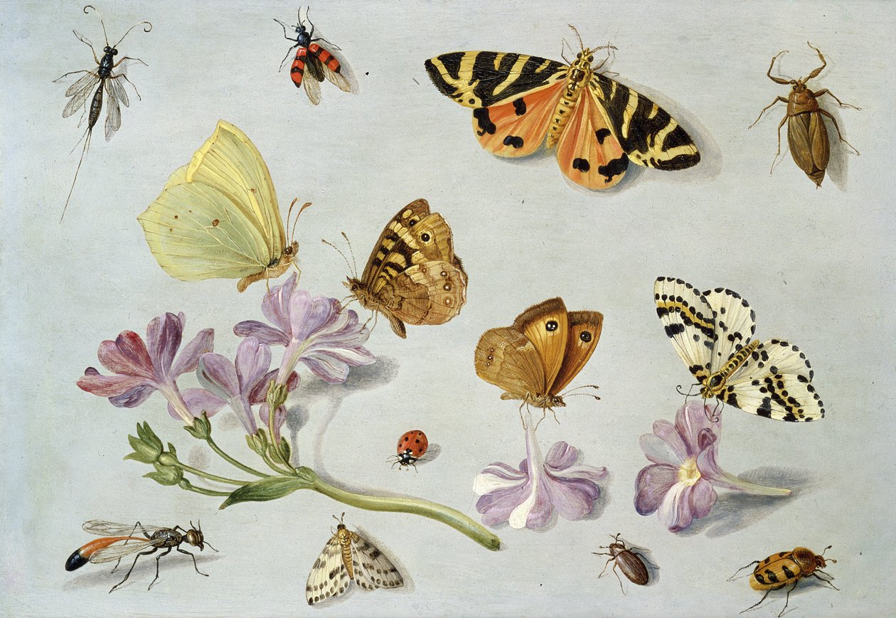Mariposas, polillas y otros insectos con una ramita de bígaro de Jan van Kessel the Elder