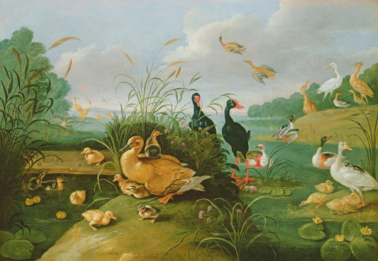 Aves decorativas y patitos de Jan van Kessel the Elder