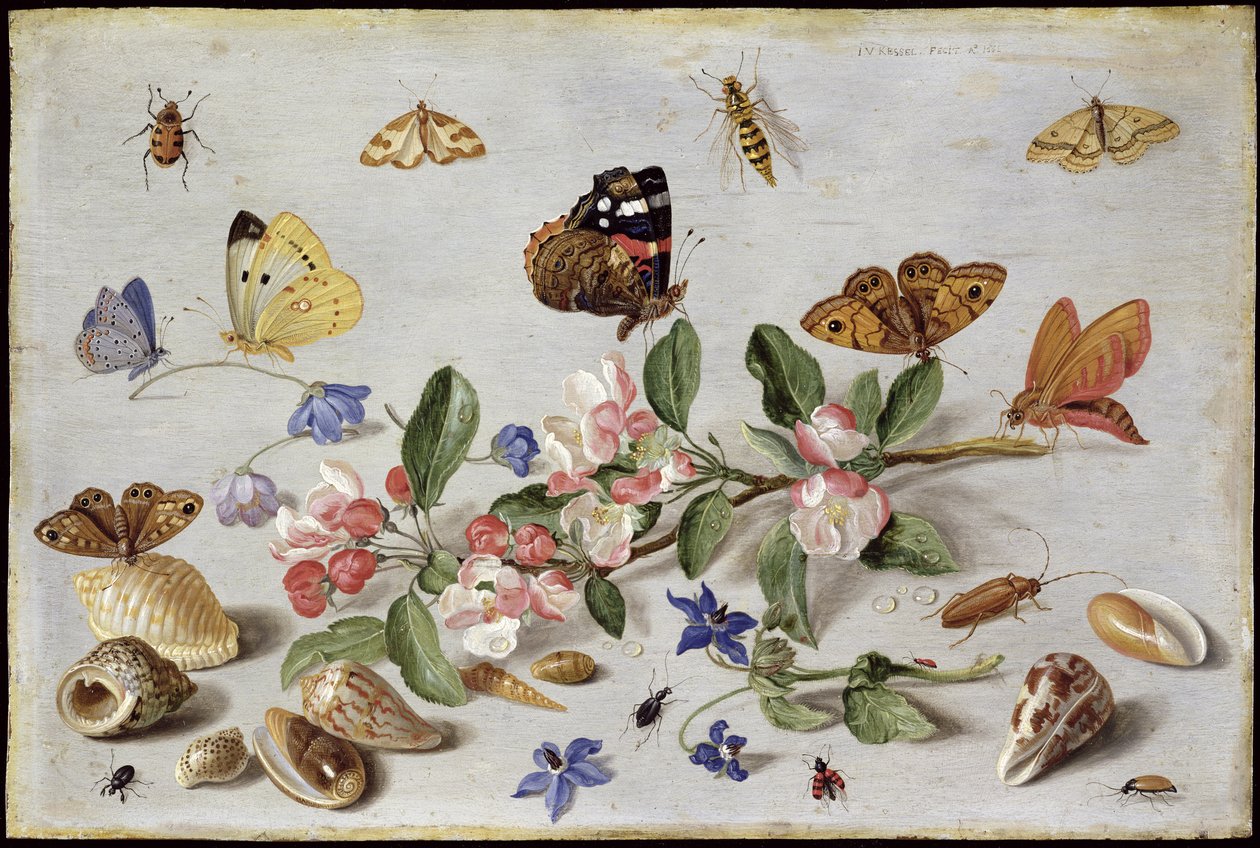 Insectos de Jan van Kessel the Elder