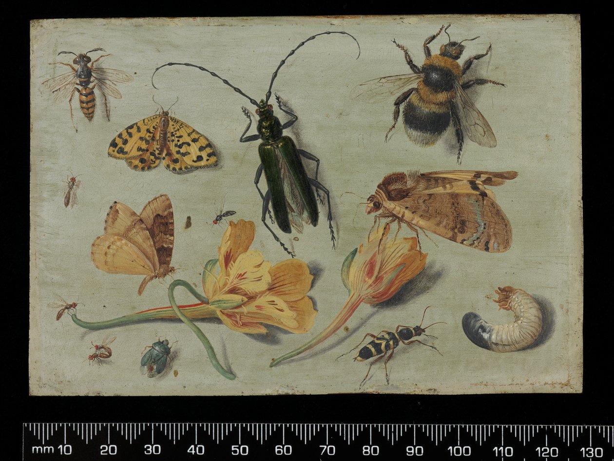 Insectos de Jan van Kessel the Elder