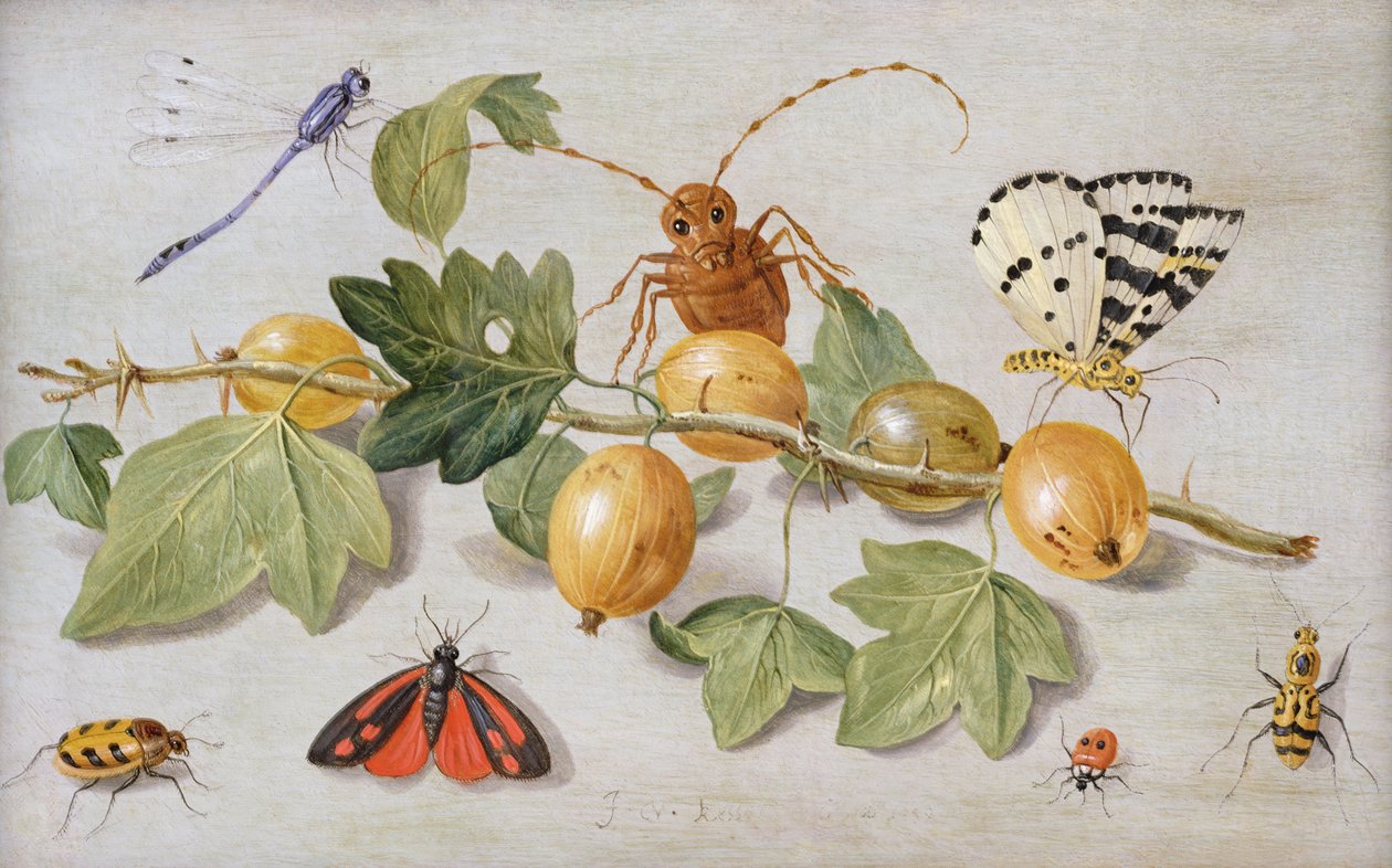 Naturaleza muerta de una rama de grosellas, con una mariposa, polilla, libélula y otros insectos de Jan van Kessel the Elder