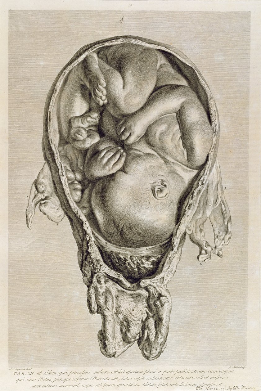 Dibujo anatómico de un feto en el útero, grabado por François Simon Ravenet (1706-74) pub. 1774 de Jan van Rymsdyk