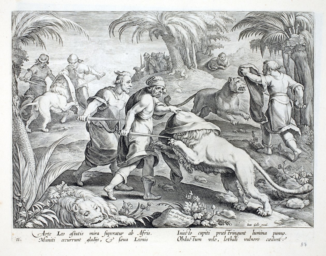 Africanos cazan leones cubriéndose la cabeza, luego perforándolos con una herida mortal, ilustración de 