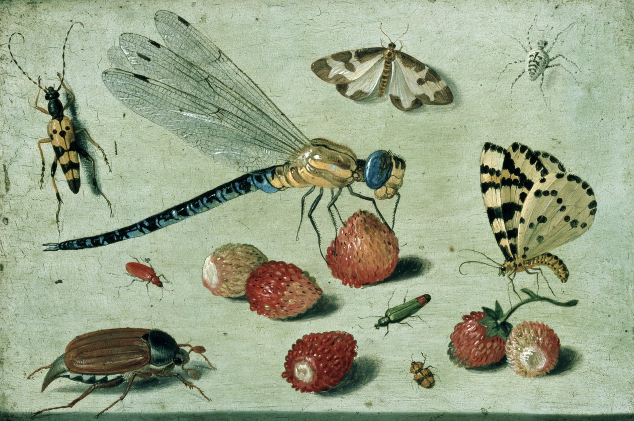 Una libélula, dos polillas, una araña y algunos escarabajos, con fresas silvestres, siglo XVII de Jan van Kessel the Elder