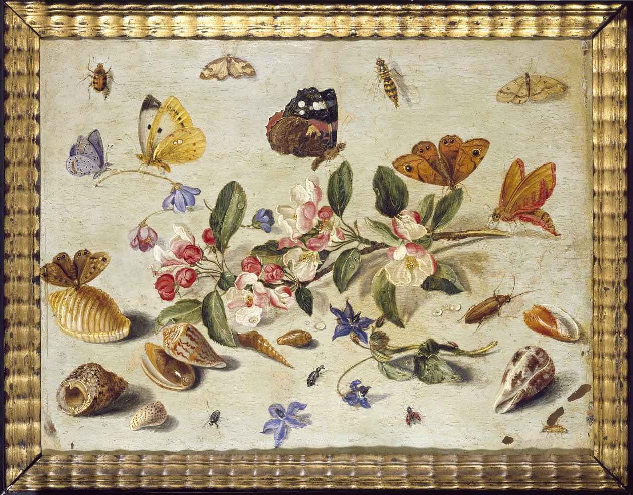 Estudio de flores e insectos de Jan van Kessel the Elder