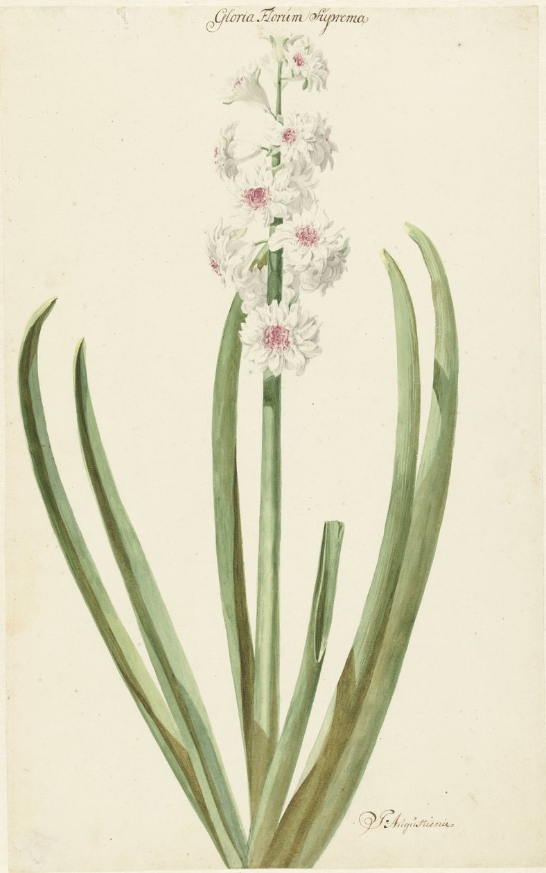 El jacinto rosa-blanco Gloria Florum Suprema de Jan Augustini