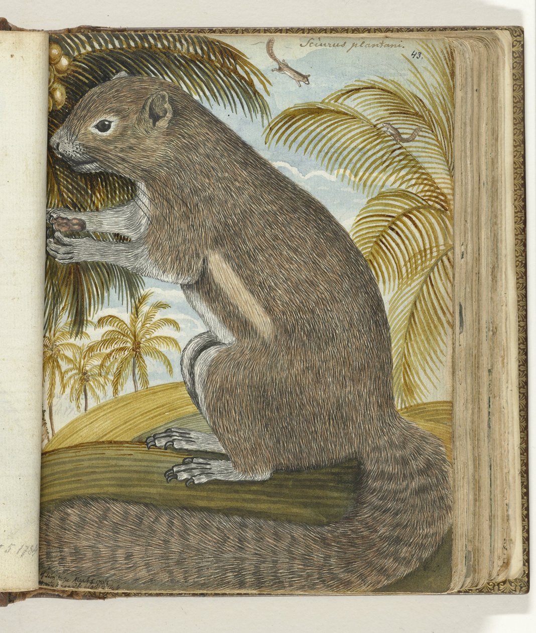 Badjing de sirikatje de Jan Brandes