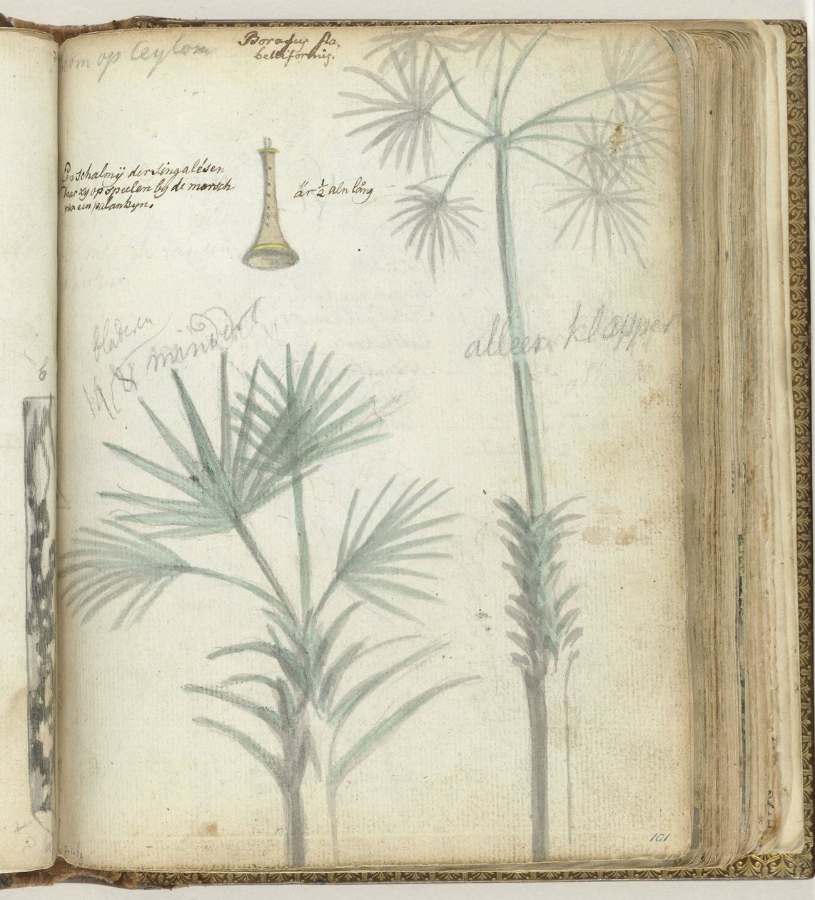 Árbol en Ceilán. chirimía cingalés de Jan Brandes