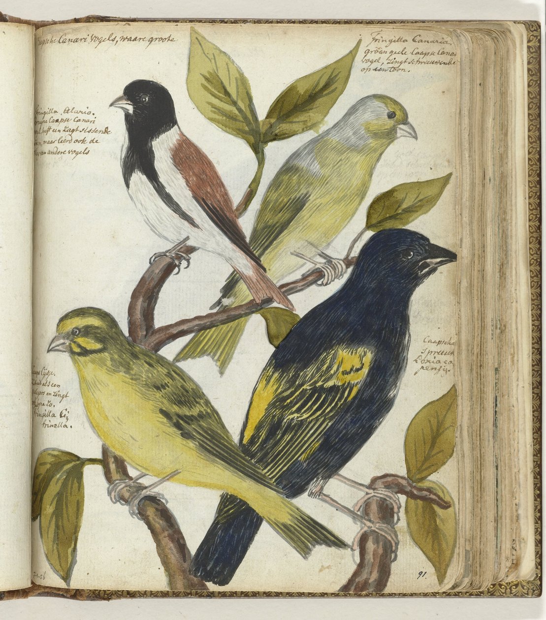 pájaros del cabo de Jan Brandes