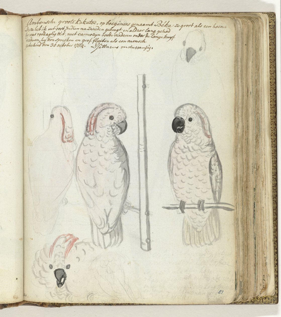Cacatúa de Ambon de Jan Brandes