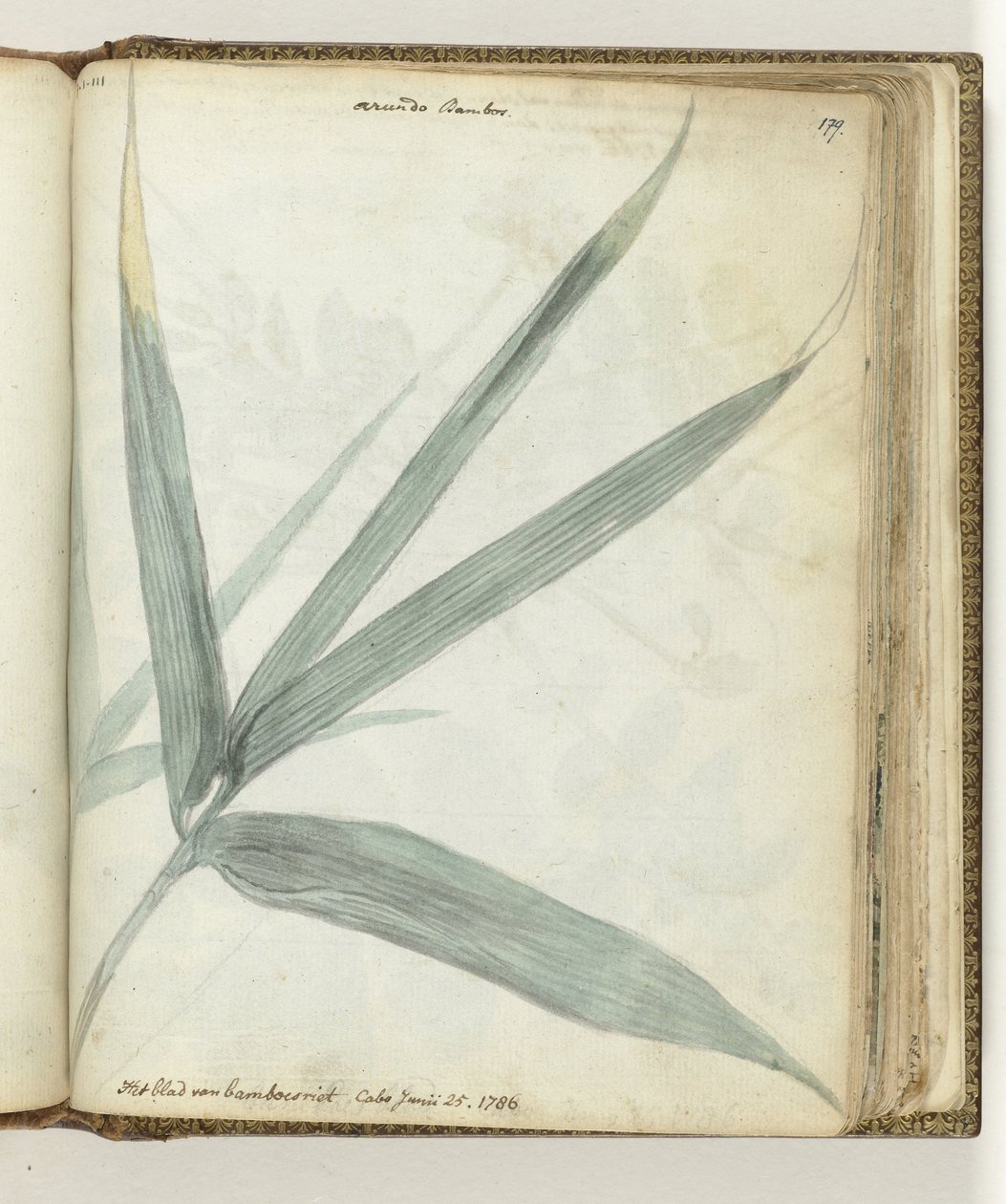 La hoja de caña de bambú de Jan Brandes