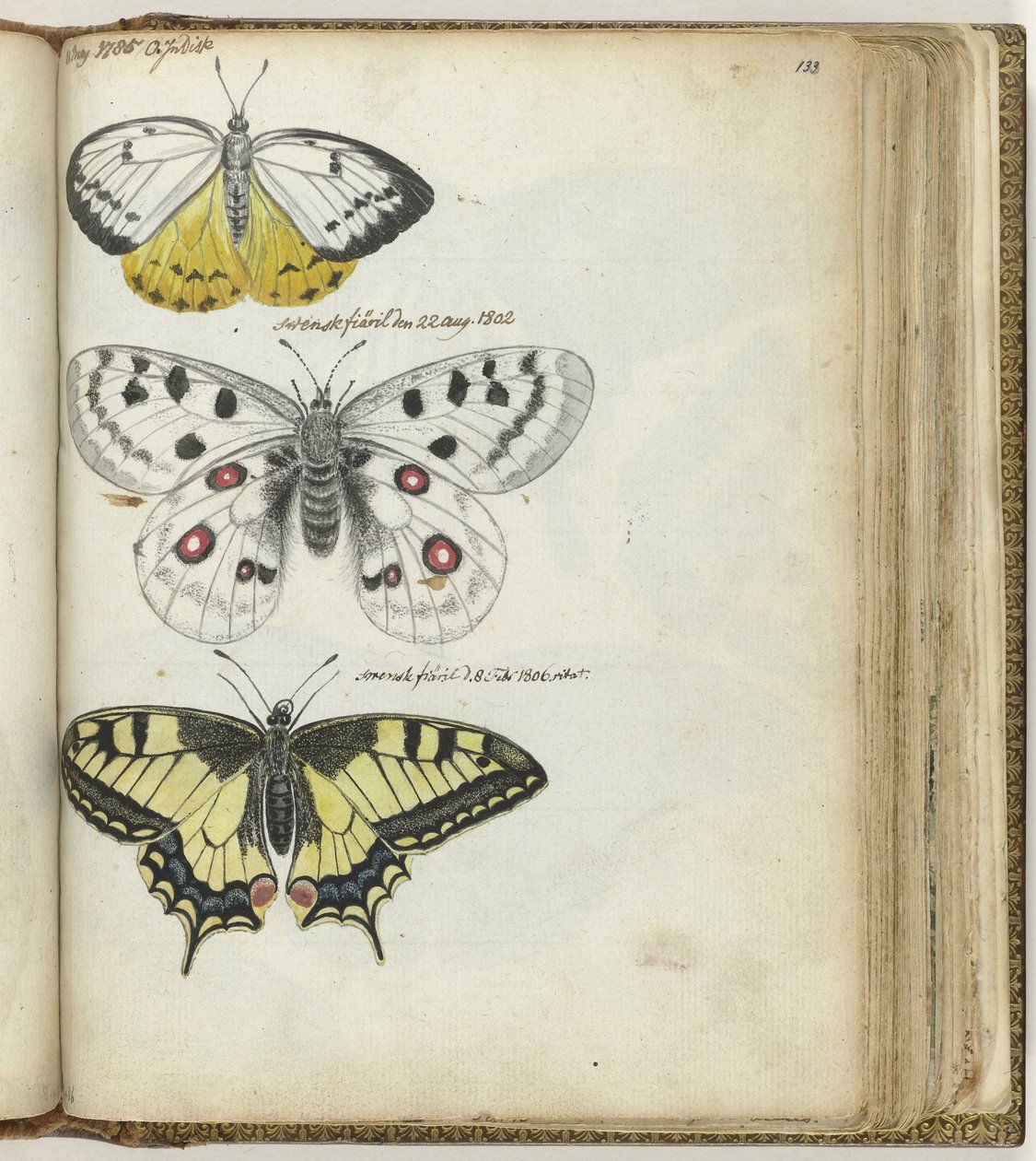 Mariposa india y mariposas suecas de Jan Brandes