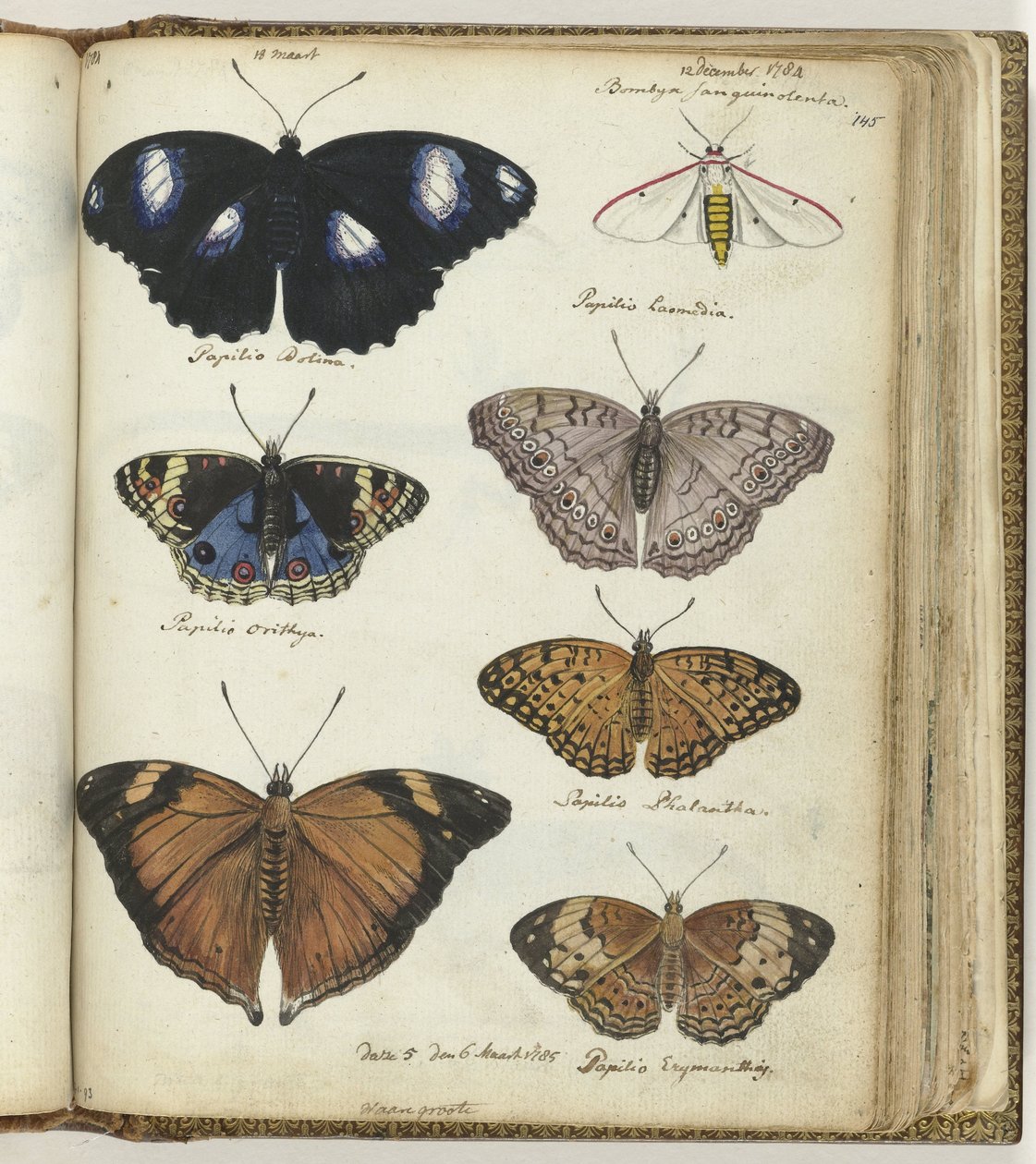 mariposas indias de Jan Brandes
