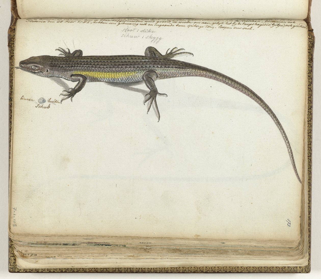 Lagarto de tierra y agua de Jan Brandes