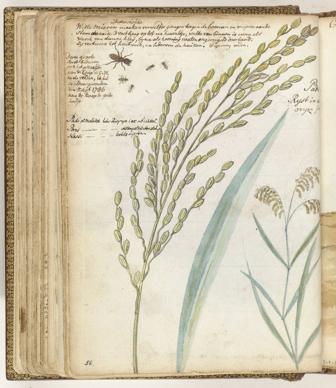 hormigas y arroz de Jan Brandes