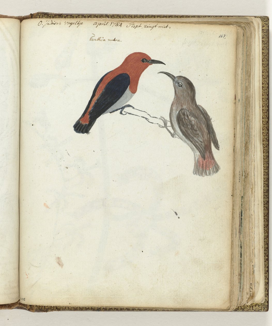 Pájaro de las Indias Orientales de Jan Brandes