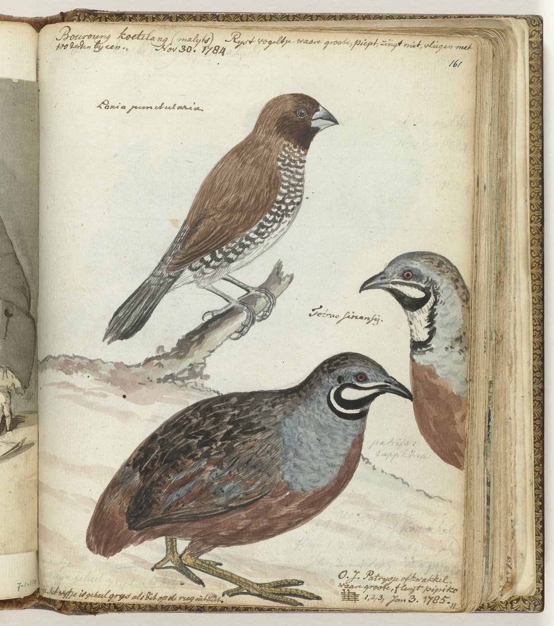 Pájaro de arroz y codorniz de las Indias Orientales de Jan Brandes