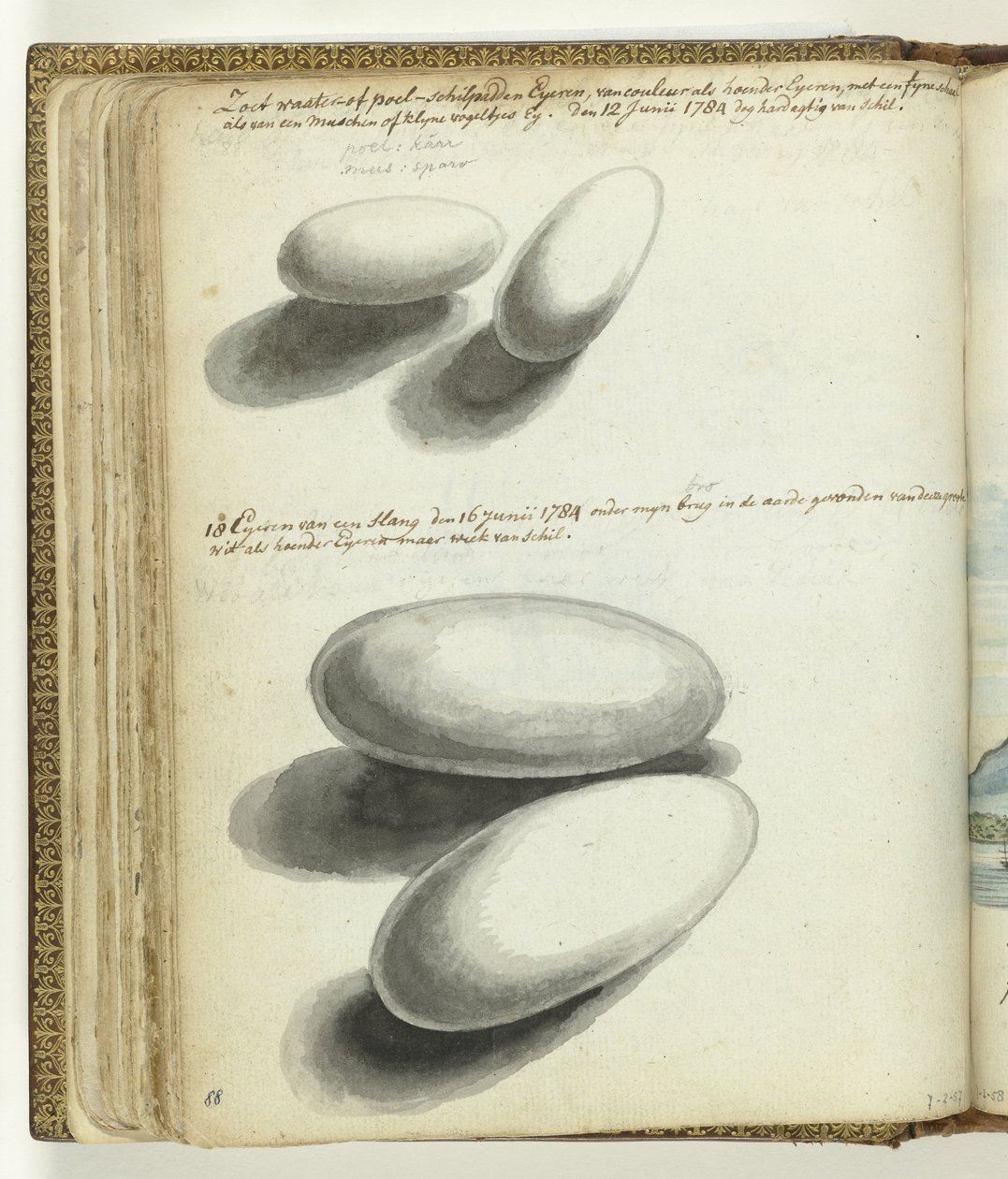 Huevos de tortuga y serpiente de Jan Brandes
